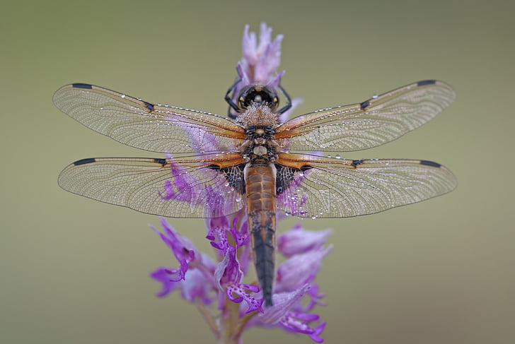 four patch, dragonfly, libellula quadrimaculata, wing, transparent, military orchid, flower