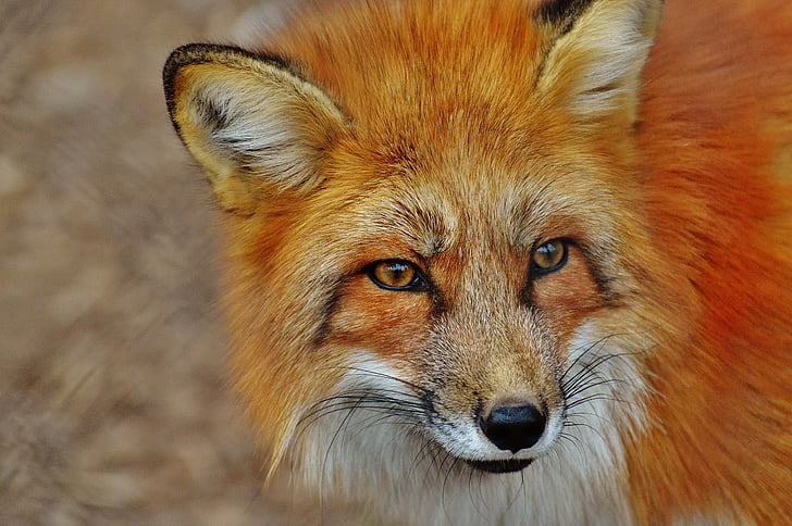 Fuchs, Wildpark poing, dyr, dyreliv fotografering, natur, dyrenes verden, animalske portræt