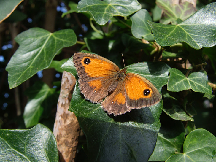 papillon, Sussex, UK, nature, faune, insecte, l’Angleterre
