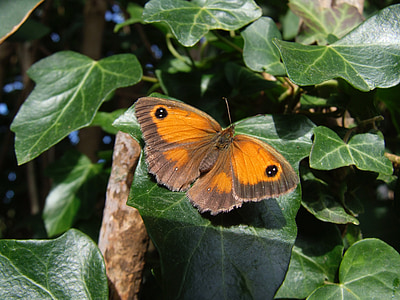 sommerfugl, Sussex, Storbritannia, natur, dyreliv, insekt, England
