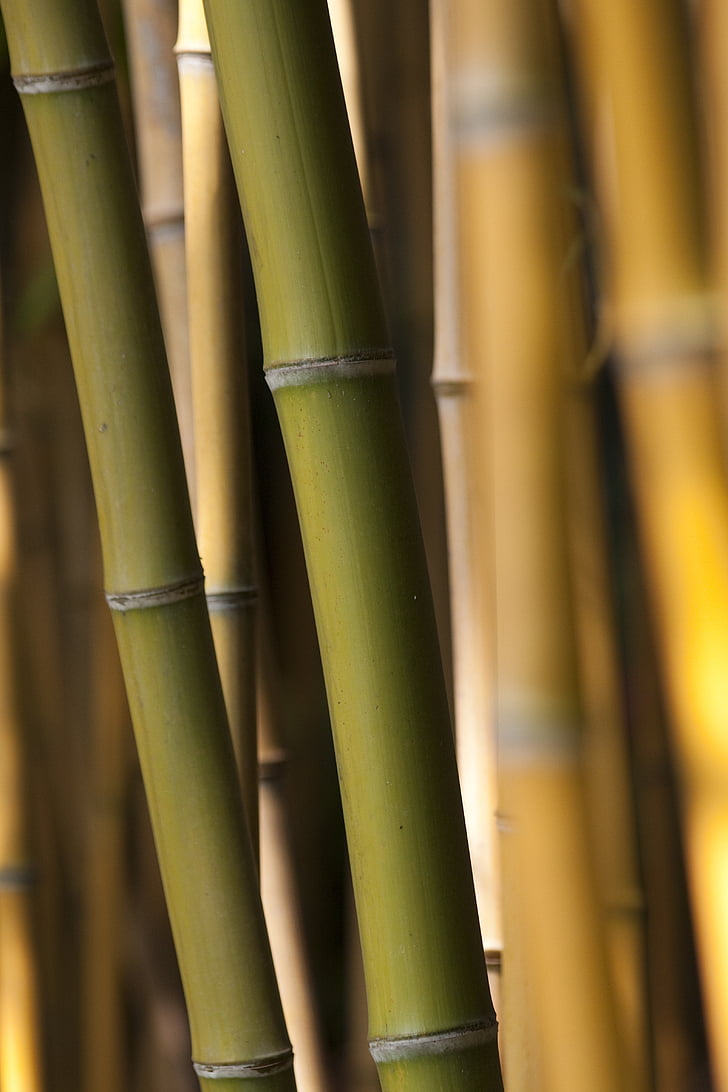 Bambus, Grass, Grün, Olive, Hintergrund, Bambusstangen, Braun