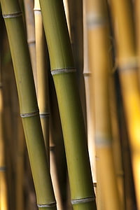 bambusz, fű, zöld, olívaolaj, háttér, bambusz rudak, barna