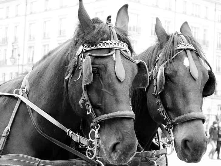 horses, tourism, horse heads, black and white, tableware, blinkers