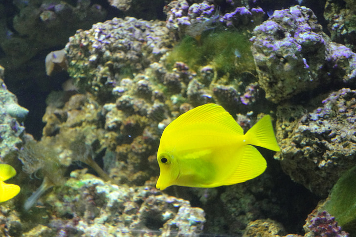 sárga sebész, Zebrasoma flavescens, hal, sárga, akvárium
