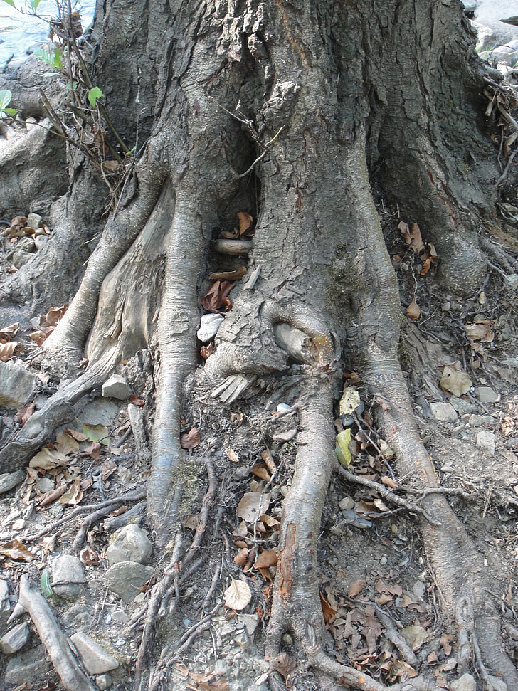 roots, nature, tree