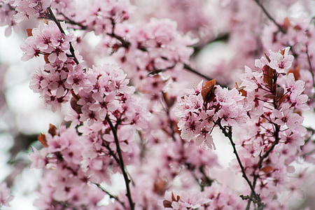 màu hồng, Anh đào, Blossom, nở hoa, cây, mùa xuân, Anh đào đông á
