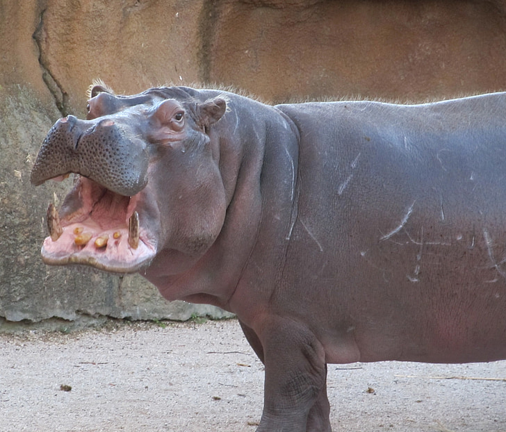 hipopótamo, Hippo, Retrato, dientes, boca, abrir, grandes