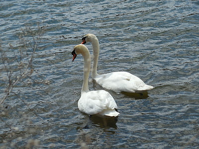 waterfowl, swans, bird, animal, nature, white, water