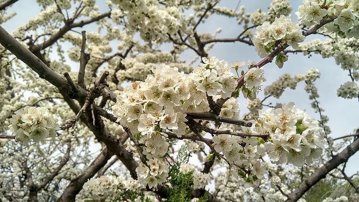 pera, primavera, flores blancas