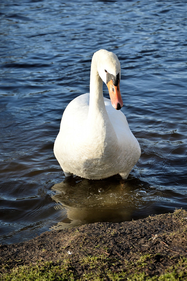 swan, animal, bird, proud, white, portrait