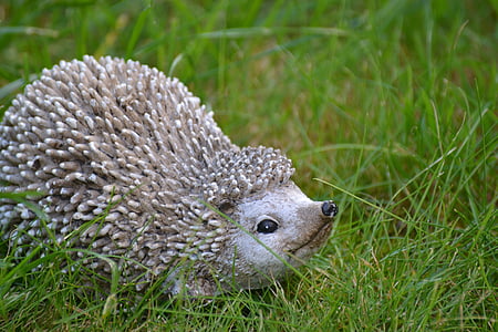 hedgehog, autumn, nature, animal, prickly, hannah, garden
