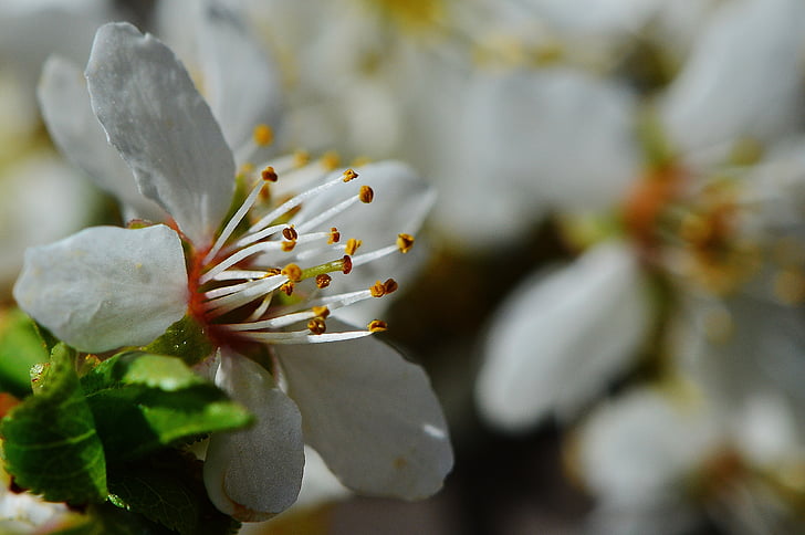 jaro, květ, Bloom, Příroda, závod, detail, Selektivní fokus