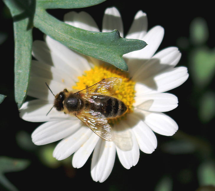 abelha, flor, flor, pólen, néctar, margarithe, fechar