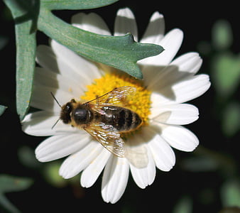 včela, květ, Bloom, pyl, nektar, margarithe, Zavřít