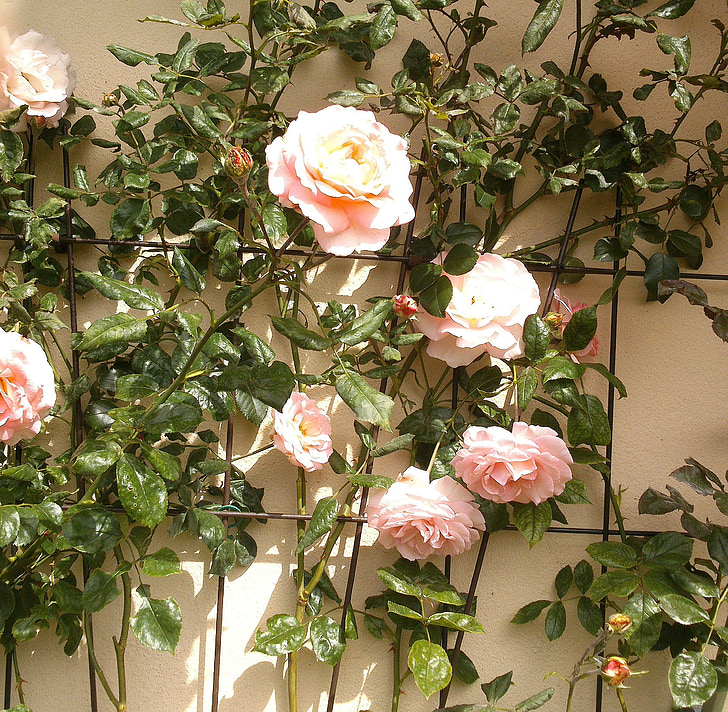 rosas trepadoras, rosa, jardín, Rosas, flores
