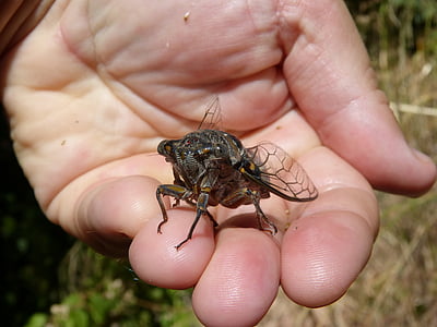 cicade, Ik cicádido, rivierkreeft, zomer cri-cri, insect, detail, hand
