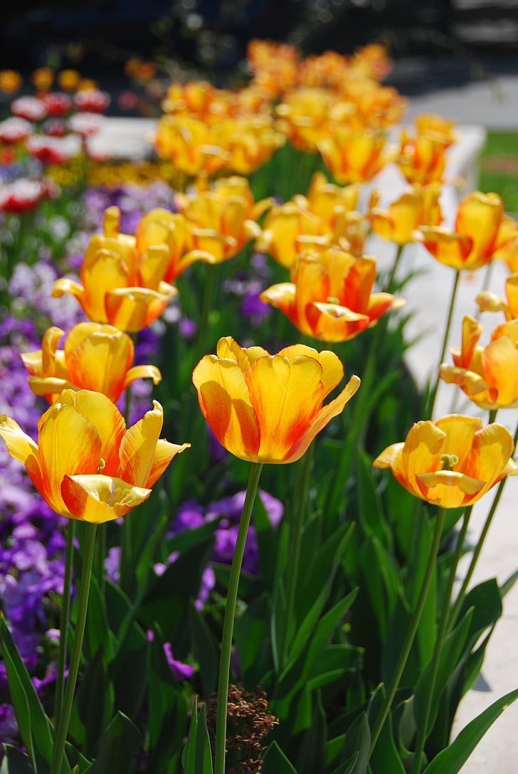 tulipán, virág, sárga, tavaszi, szirmok, természet, Bloom