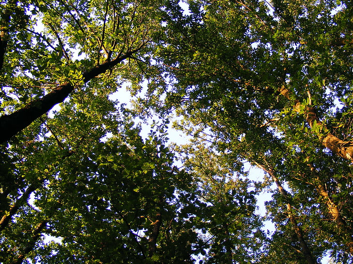 Luonto, kasvit, puut, puu, Oak, Jove 39 s