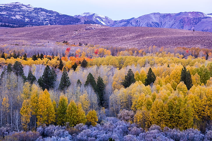 góry, krajobraz, jesień, drzewa, upadek, pozostawia, kolorowe