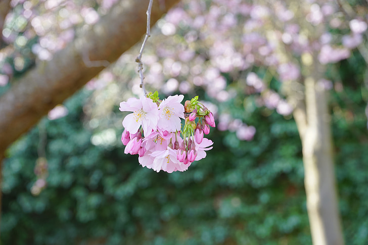 japonských čerešní, kvety, Japonský kvitnúce čerešňa, okrasné čerešne, Japonská čerešňa, čerešňový kvet, kvet