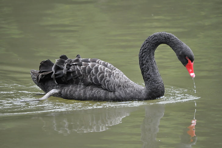 swan, black swan, waterfowl, pet