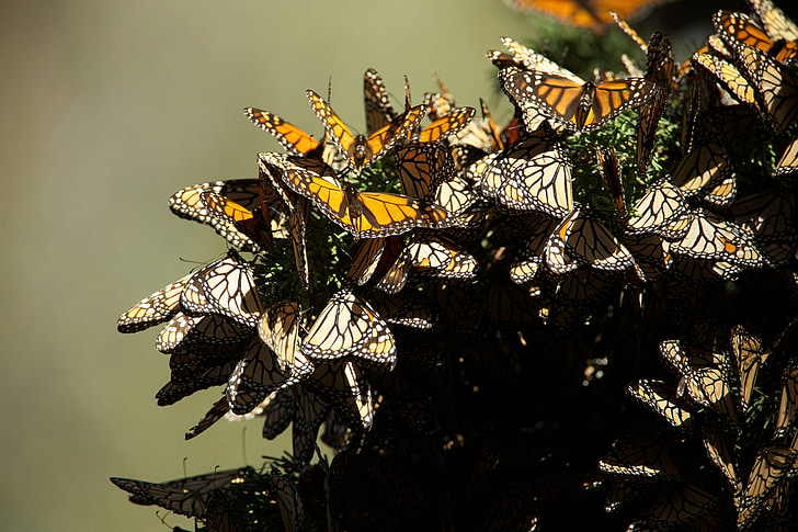 kupu-kupu, Monarch, kawin, serangga, warna-warni, migrasi, rapuh