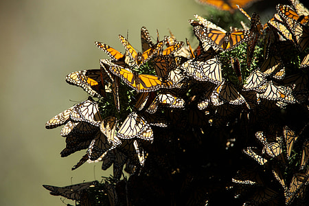 butterflies, monarch, mating, insects, colorful, migration, fragile