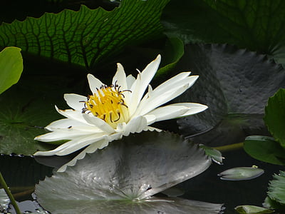 Lotus, çiçek, gölet, bitki, Bloom, Flora, çiçek açan