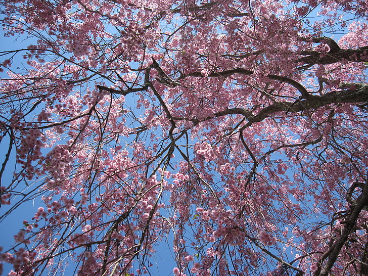 puu, kukkiva puu, vaaleanpunaiset kukat, kirsikankukkia, itkee kirsikka, kirsikkapuu, kevään