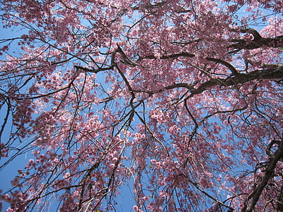 дерево, святковий фейєрверк, рожеві квіти, Вишня цвітіння, плачучи вишня, Вишневе дерево, Весна