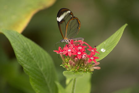 πεταλούδα, έντομο, γυάλινη πεταλούδα