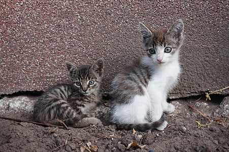chatons, chaton, animaux, chat, animal de compagnie, nature, Créature :