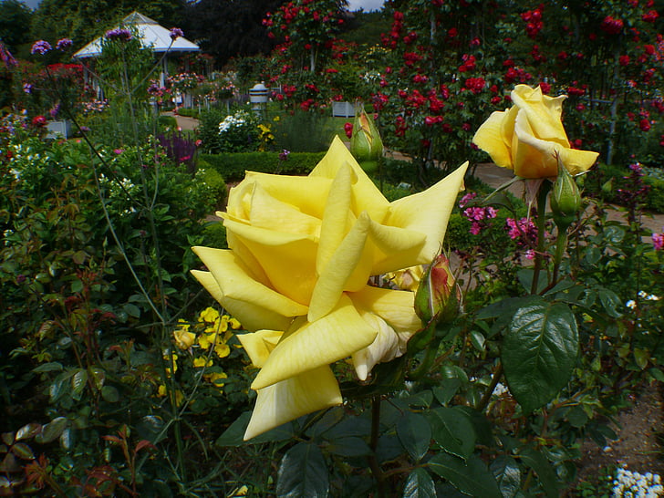 roosi aed, roosid, kollane, õis, Bloom, roosa õitega, taim