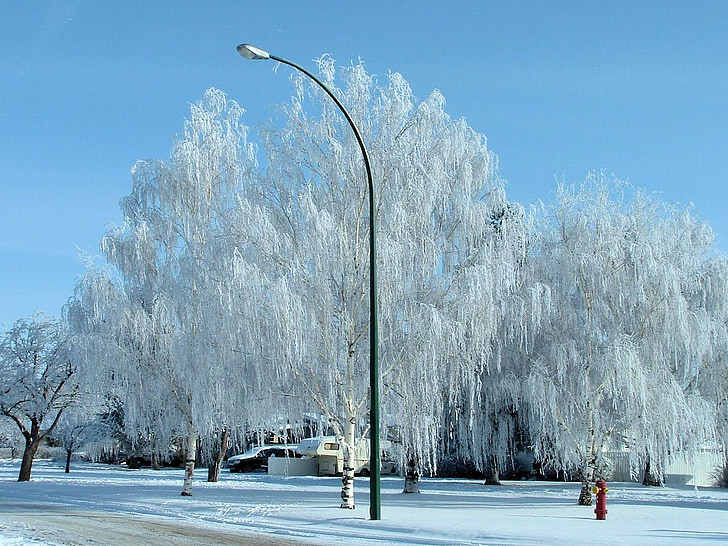 Zimní mrazy stromy, Kanada, Příroda, Krása