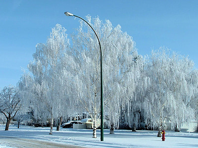 arbres d’hiver gel, Canada, nature, beauté