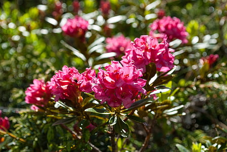 Alpine rose, Almrausch, blomst, natur, Mountain blomst, plante, lyserød blomst