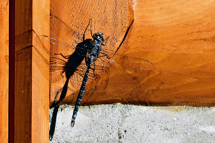 Dragonfly, hmyz, Chyba, křídlo, sedící, Fauna, Příroda