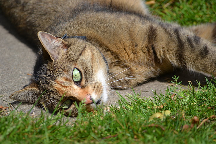 kat, græs, i græsset, Pet, Nuttet, Beast