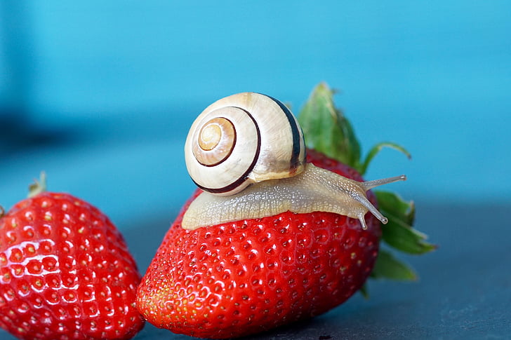 strawberry, snail, shell, probe, mollusk, slowly, reptile