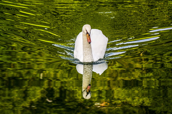 water, swan, lake, bird, nature, white, swans