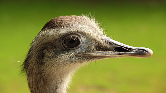 animal, animal photography, beak, bird, close-up, macro, rhea bird