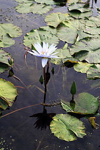 Lotus, gwangokji, bunga, tanaman, kesucian, hongryeon, putih