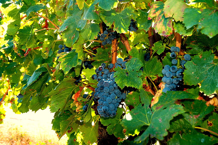 vines, grapes, cluster, harvest, black grape, nature, fruit