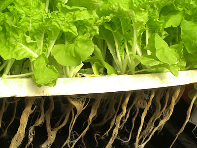 Farm, markkinoiden, Hydroponic, tuottaa, salaattia, kasvaa, elinvoimainen