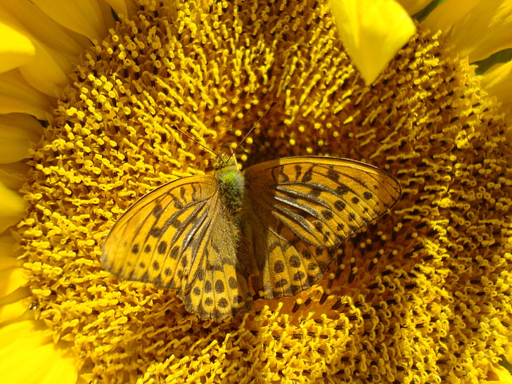 bunga matahari, kupu-kupu, kuning, serangga, alam, bunga, musim panas