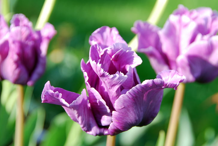 tulipes, Purple, fleur, Bloom, flore, plante, violet