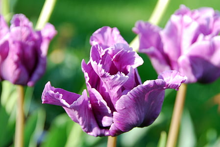 tulipas, roxo, flor, flor, Flora, planta, Violet