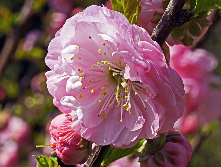 Almond tree, Single blomst, bud, makro, våren, blomst, Lukk
