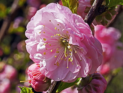 Mandelbaum, einzelne Blume, Knospe, Makro, Frühling, Blume, in der Nähe