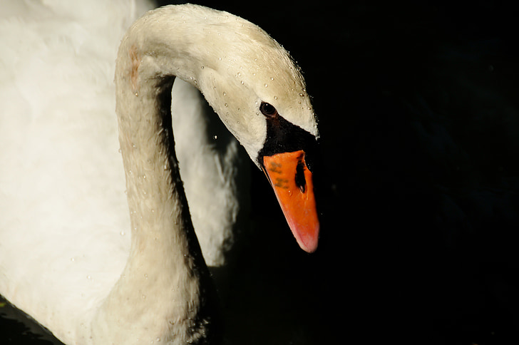 swan, bird, nature, white, drop
